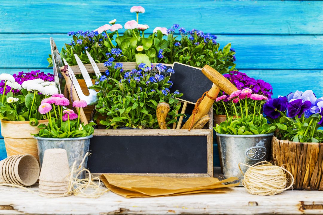 بهترین گلها برای کاشت در باغ