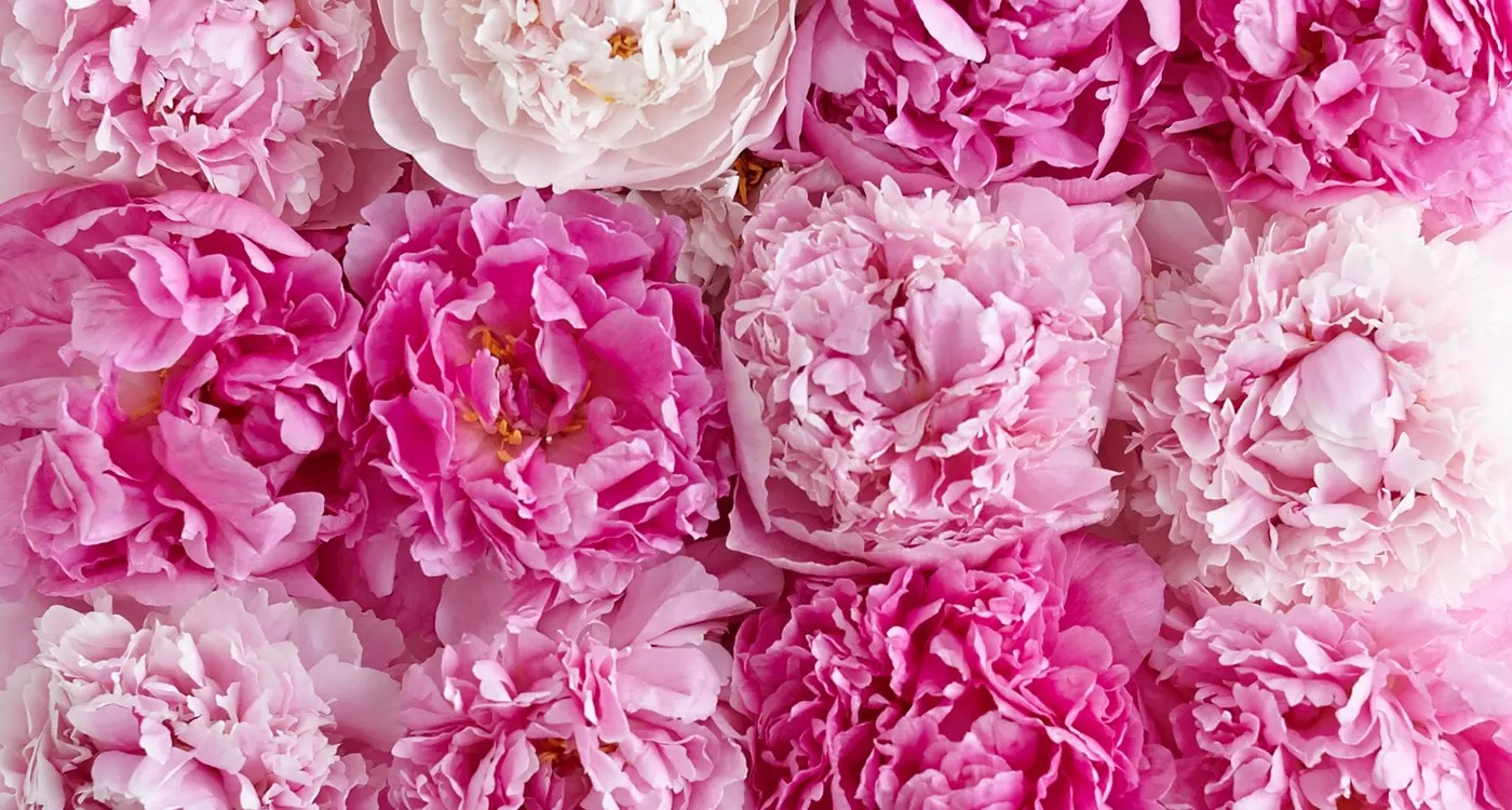 چند هدیه برتر برای یک ثور کامل