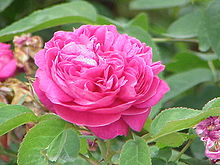 گل محمدی