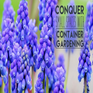 با باغبانی کانتینر ، فضاهای کوچک را تسخیر کنید