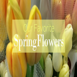 نگاهی به گلهای بهاری مورد علاقه ما