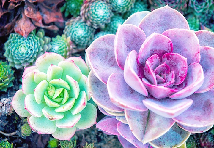 گیاه بیابانی خیره کننده