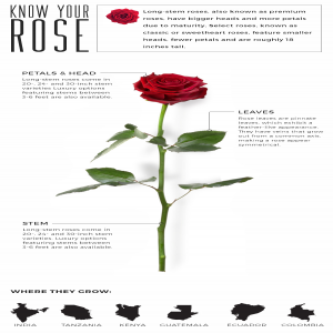 گل سرخ  رمزگشایی از آناتومی ، اصطلاحات و لوکس