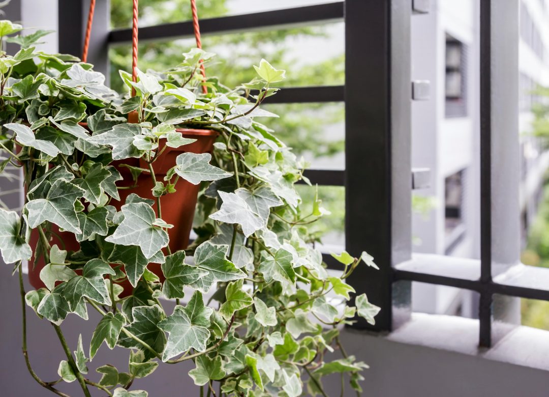 راهنمای مراقبت از گیاه پیچک انگلیسی