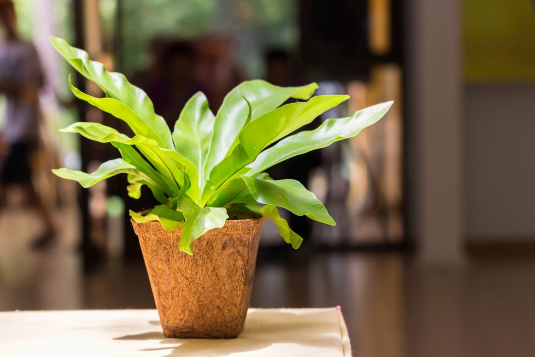راهنمای مراقبت از سرخس لانه پرنده