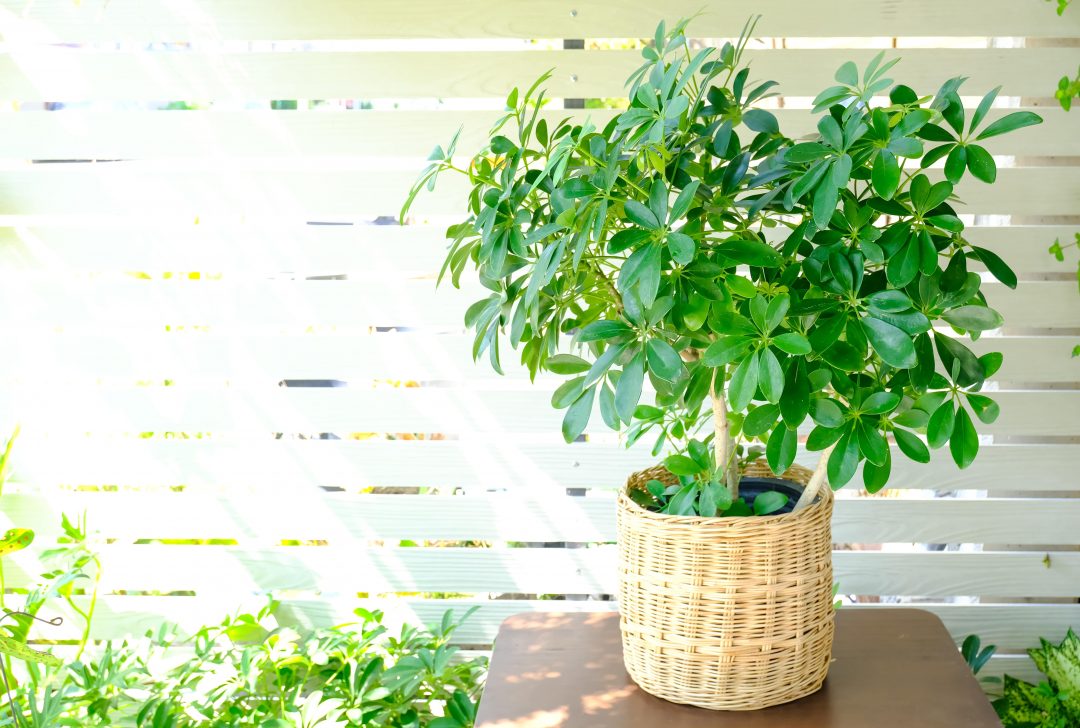 راهنمای مراقبت از گیاه چتر شفلرا